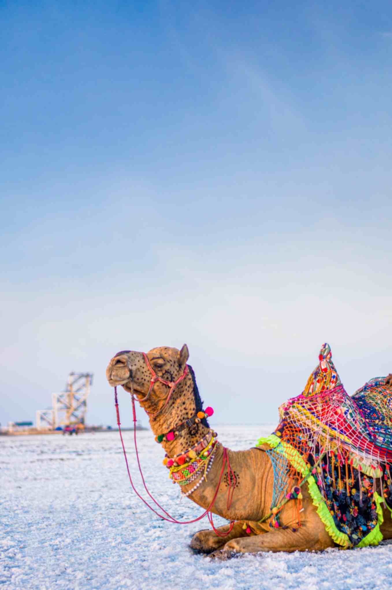 Camel cart ride